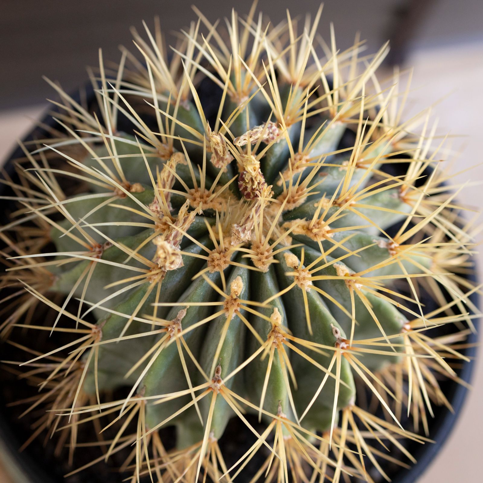 発根済】24cm 王冠竜 フェロカクタス ブルーバレルカクタス サボテン 8