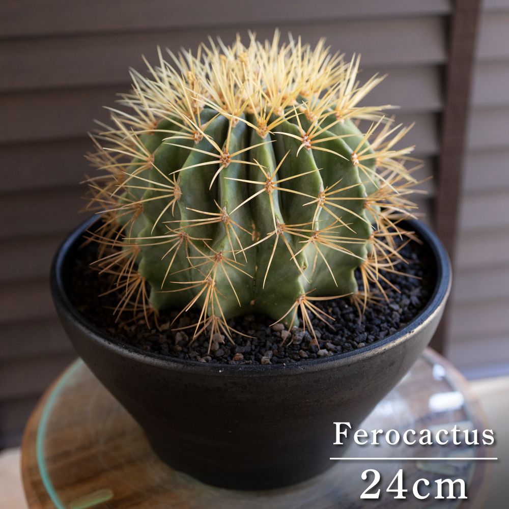 発根済】24cm 王冠竜 フェロカクタス ブルーバレルカクタス サボテン 8