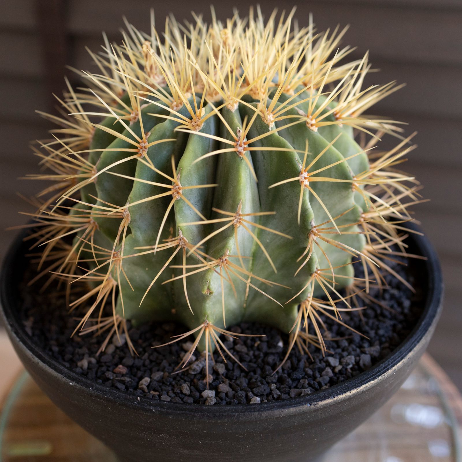 発根済】24cm 王冠竜 フェロカクタス ブルーバレルカクタス サボテン 8