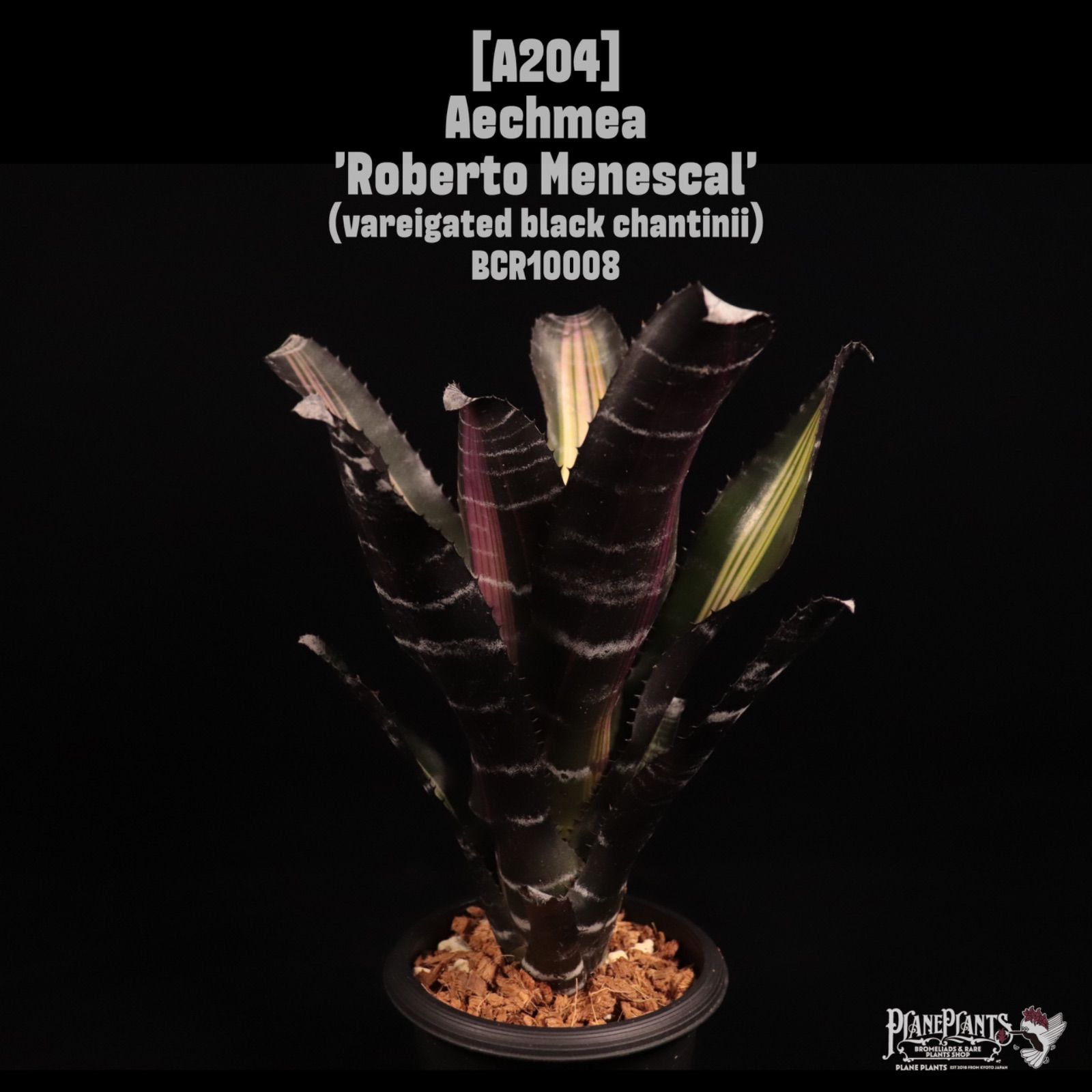 Aechmea 'Roberto Menescal'〔エクメア〕A204 /@planeplants