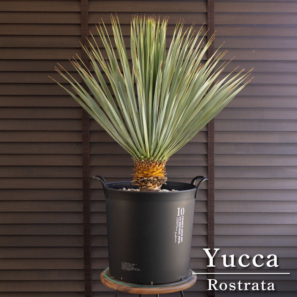 ユッカ ロストラータ Rostrata 10号 庭木 観葉植物 ドライガーデン