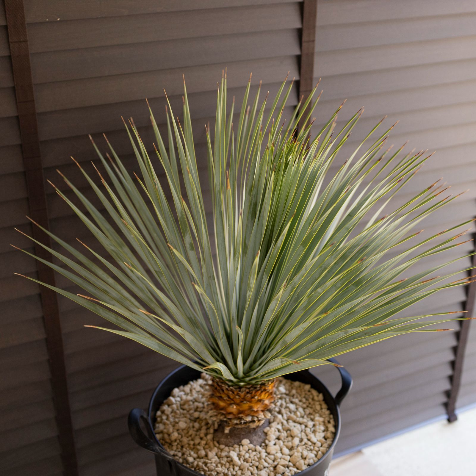 ユッカ ロストラータ Rostrata 10号 庭木 観葉植物 ドライガーデン