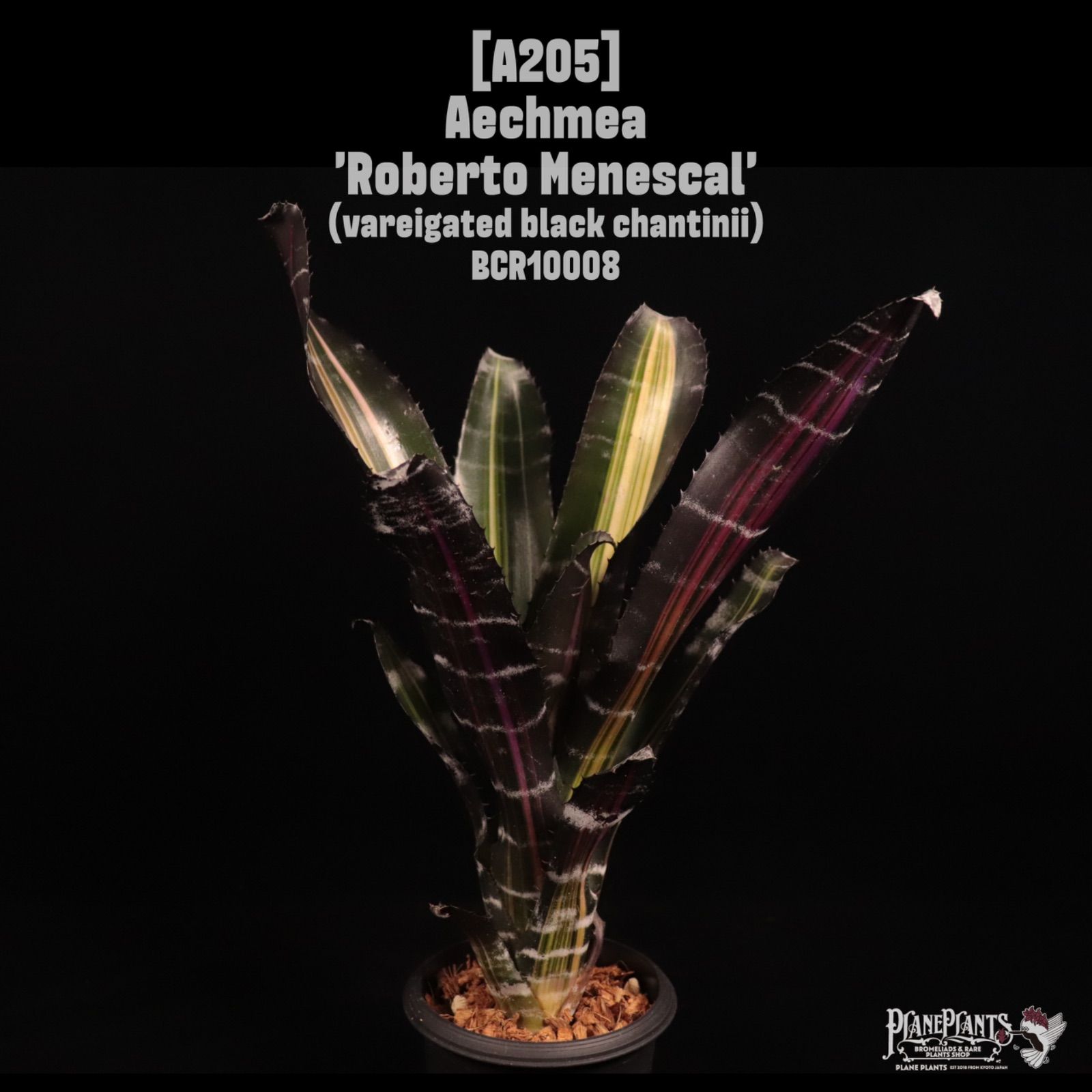 Aechmea 'Roberto Menescal'〔エクメア〕A205 /@planeplants