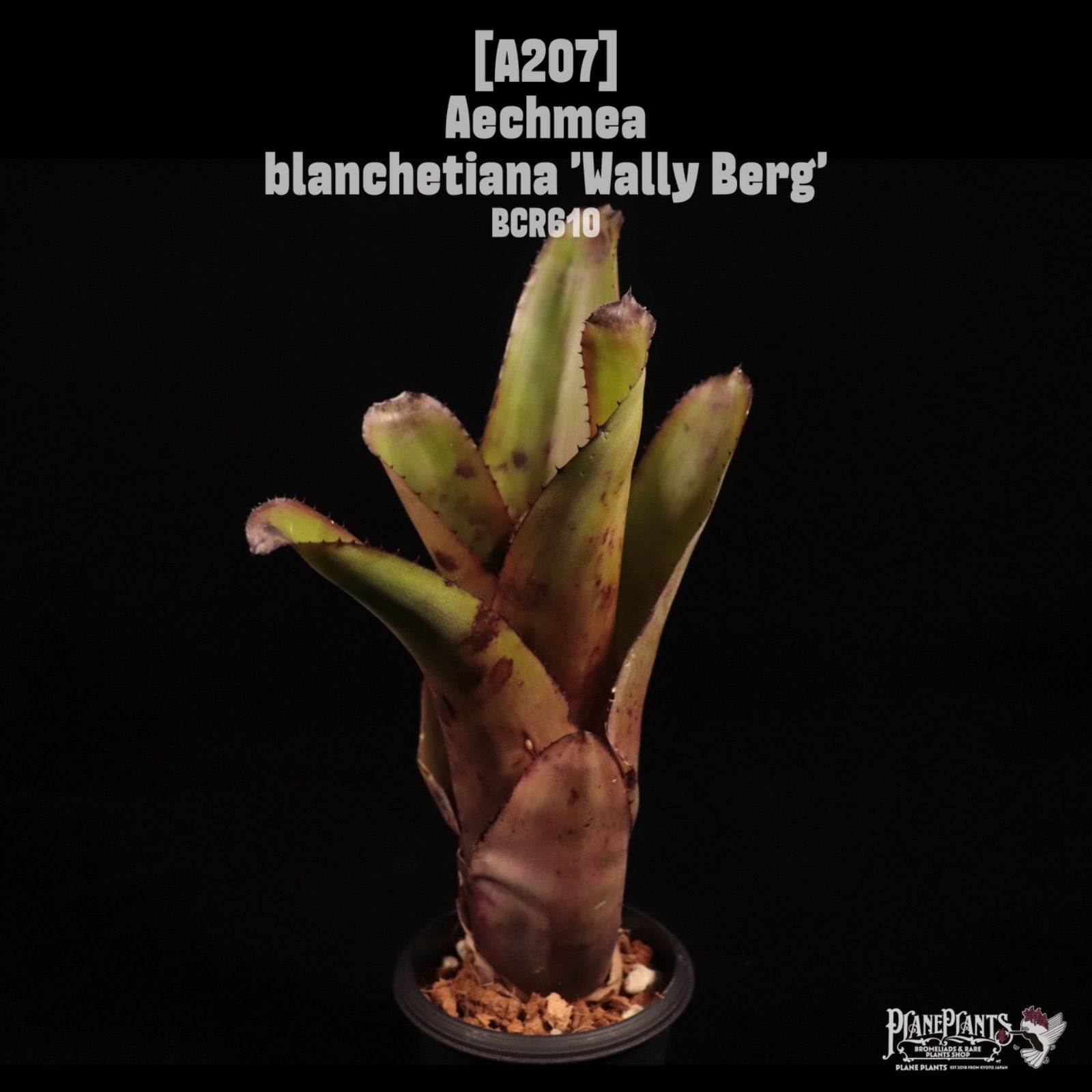 送料無料】Aechmea 'Roberto Menescal'〔エクメア〕A205 /@planeplants