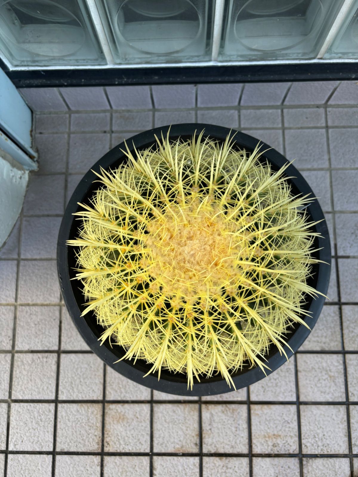 超厳選 金鯱サボテン12号 当店限定 生産者へ直接オーダーした特別株
