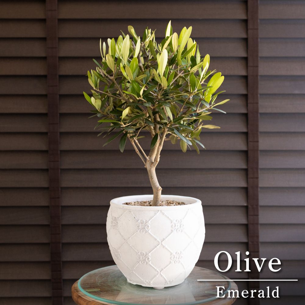 Olive オリーブの木 Emerald 6号 陶器鉢 エメラルド オリーブ 0505WH