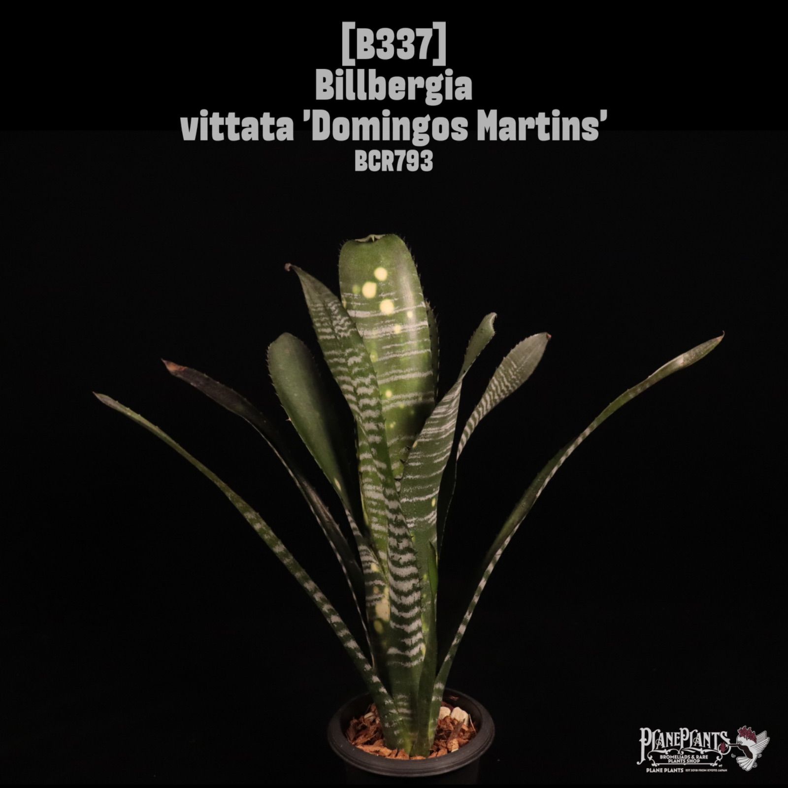 Billbergia vittata 