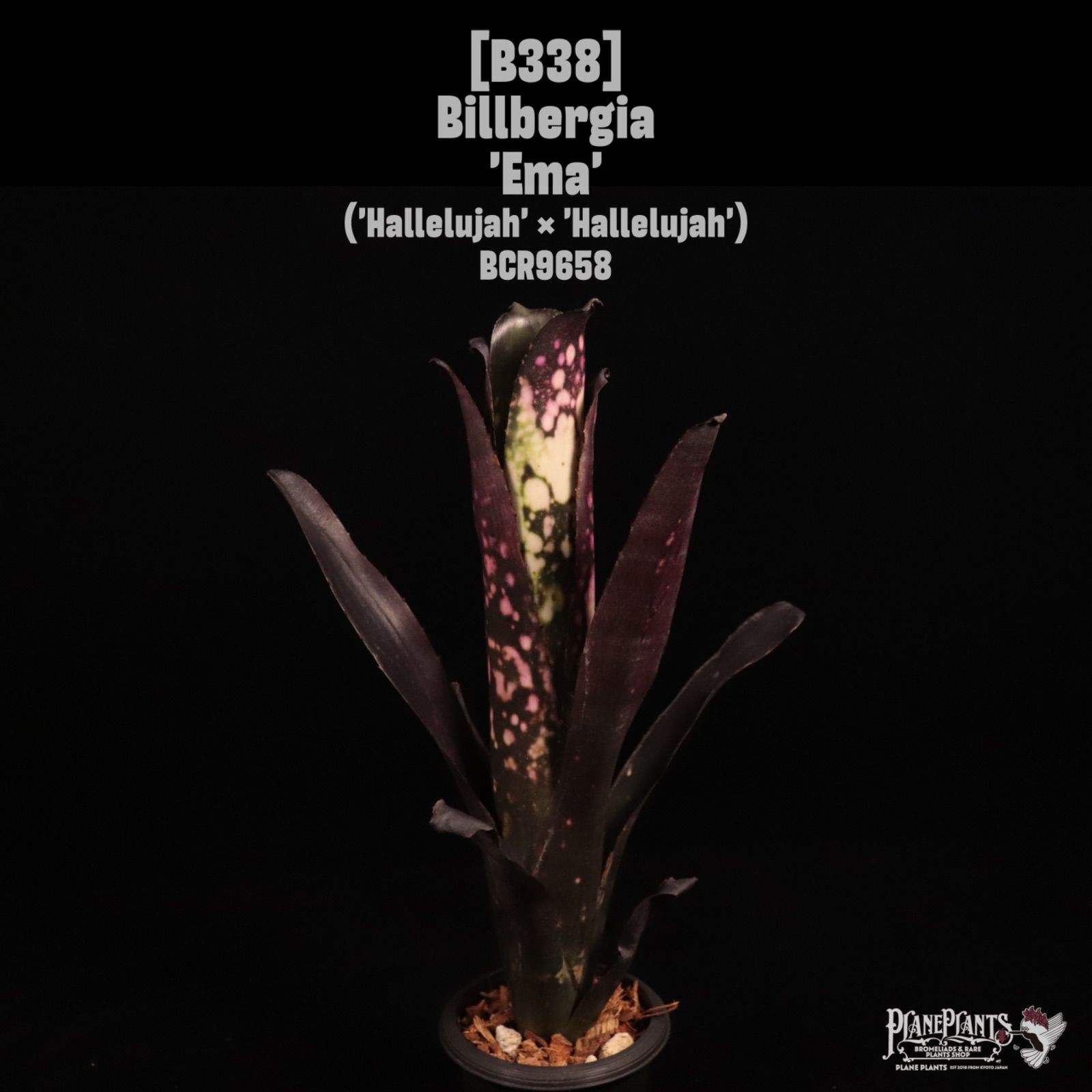 Billbergia 'Ema'〔ビルベルギア〕B338 /@planeplants 7,000円