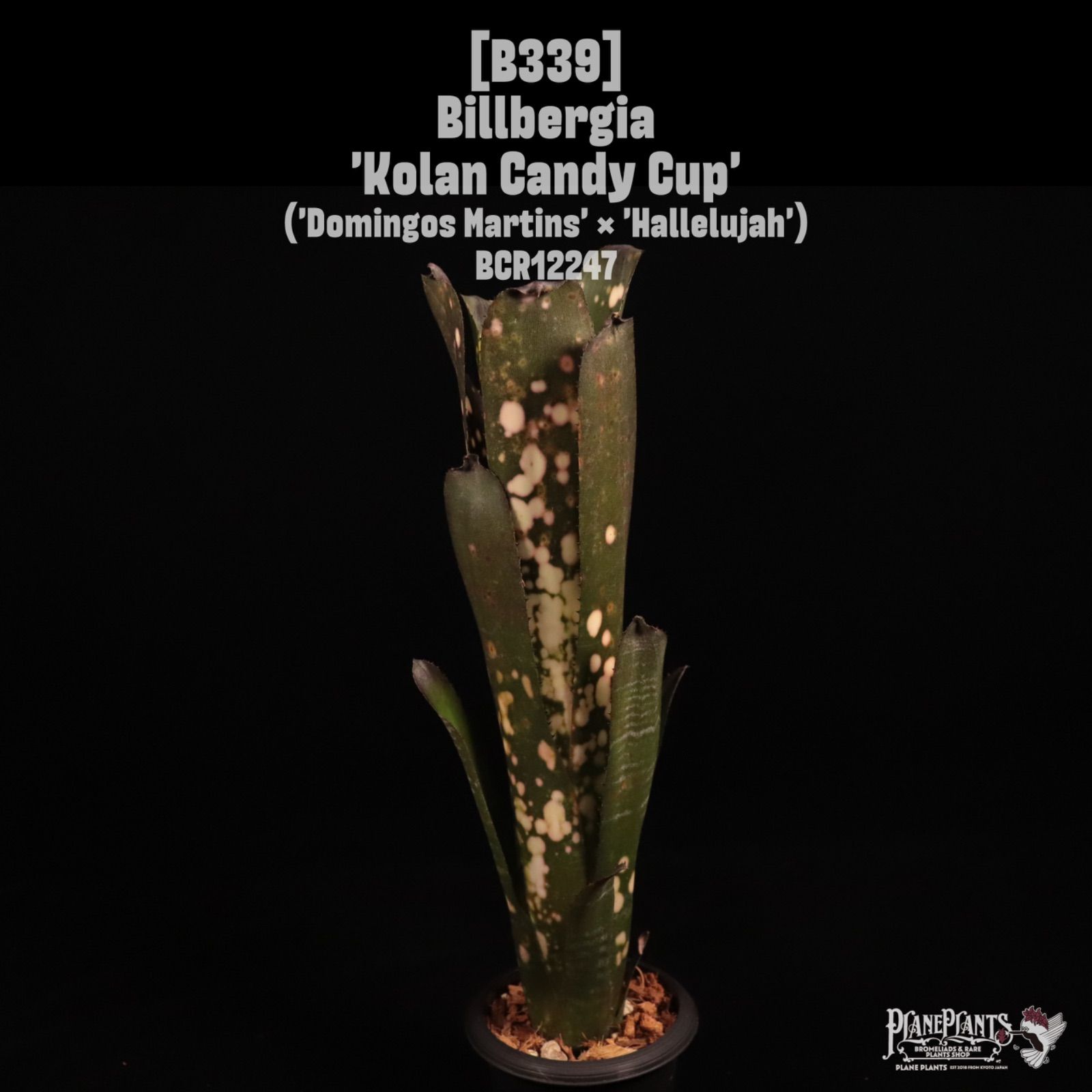 Billbergia 'Kolan Candy Cup'〔ビルベルギア〕B339 /@planeplants