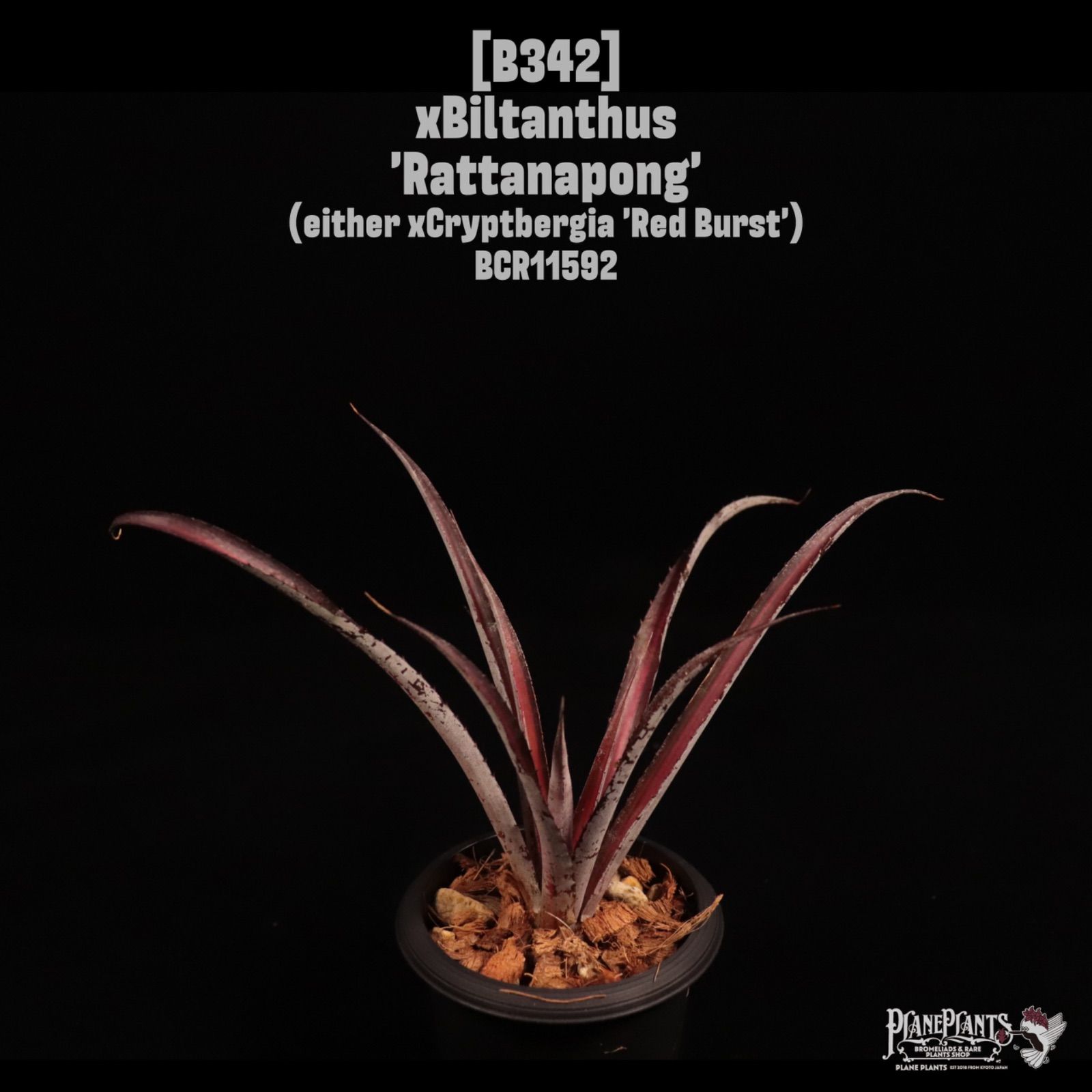 xBiltanthus 'Rattanapong'〔ビルタンサス〕B342 /@planeplants