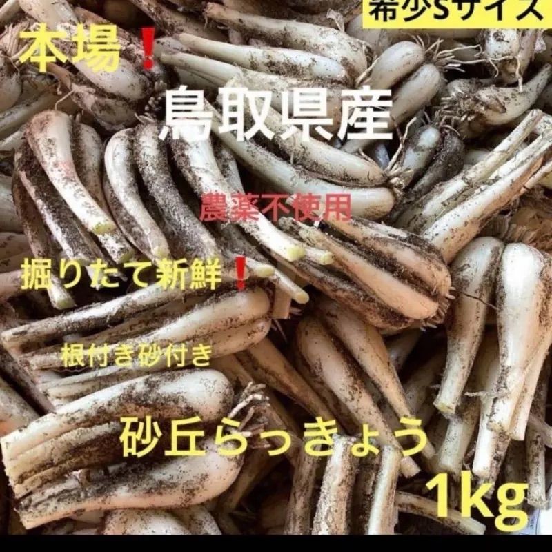 初物！鳥取県産 砂丘らっきょう 1kg 農薬不使用 - メルカリ