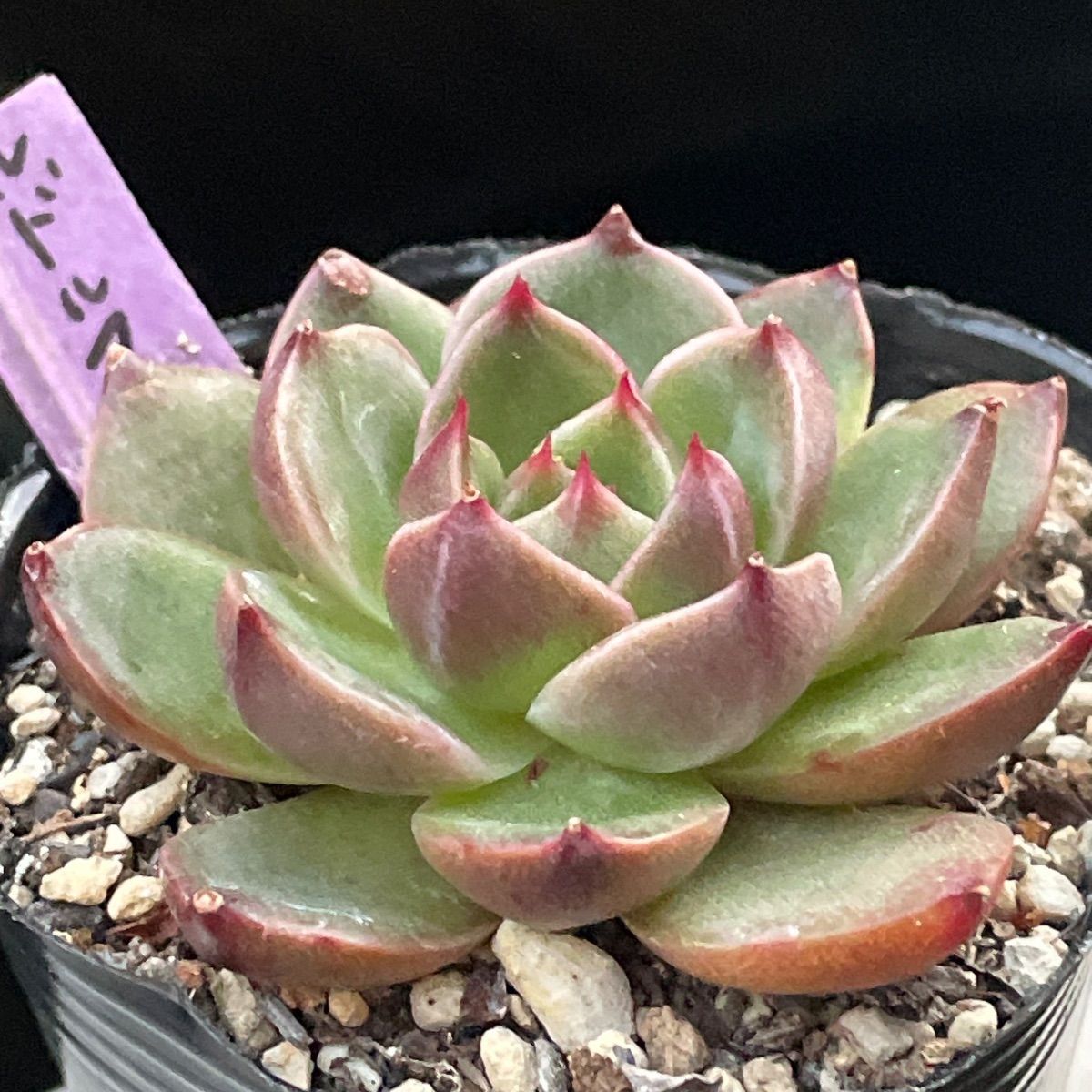 多肉植物　ルドルフNO3【抜き苗】 多肉植物♡ルドルフ❤︎抜き苗(根付き) - メルカリ