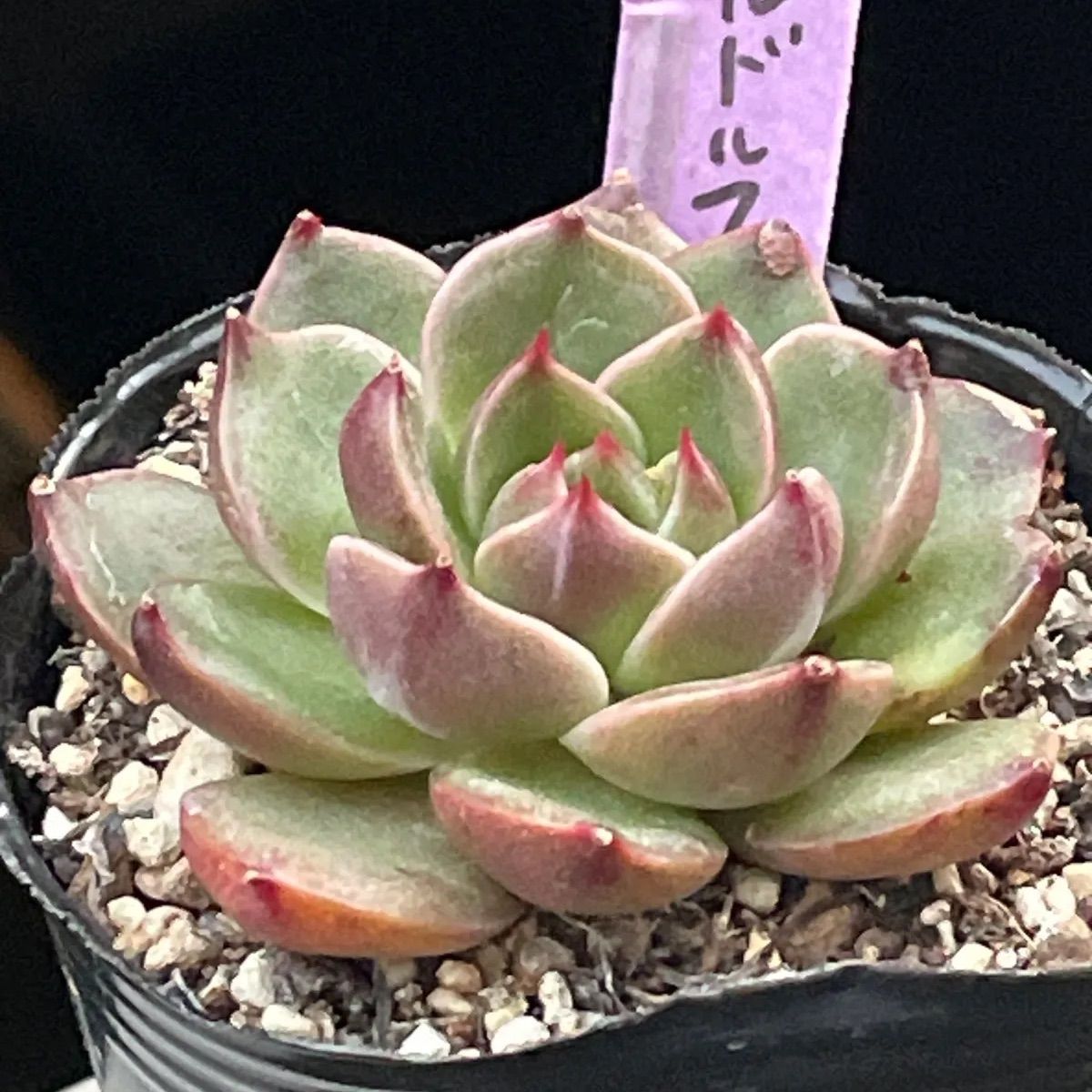 127. 多肉植物 ルドルフ 880円【抜き苗】 多肉植物♡ルドルフ❤︎抜き苗(根付き) - メルカリ