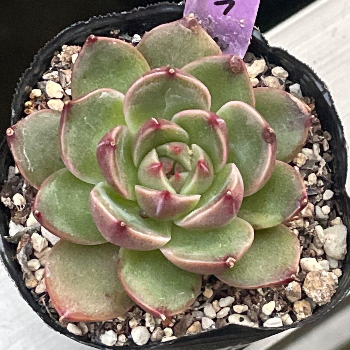 127. 多肉植物 ルドルフ 880円【抜き苗】 多肉植物♡ルドルフ❤︎抜き苗(根付き) - メルカリ