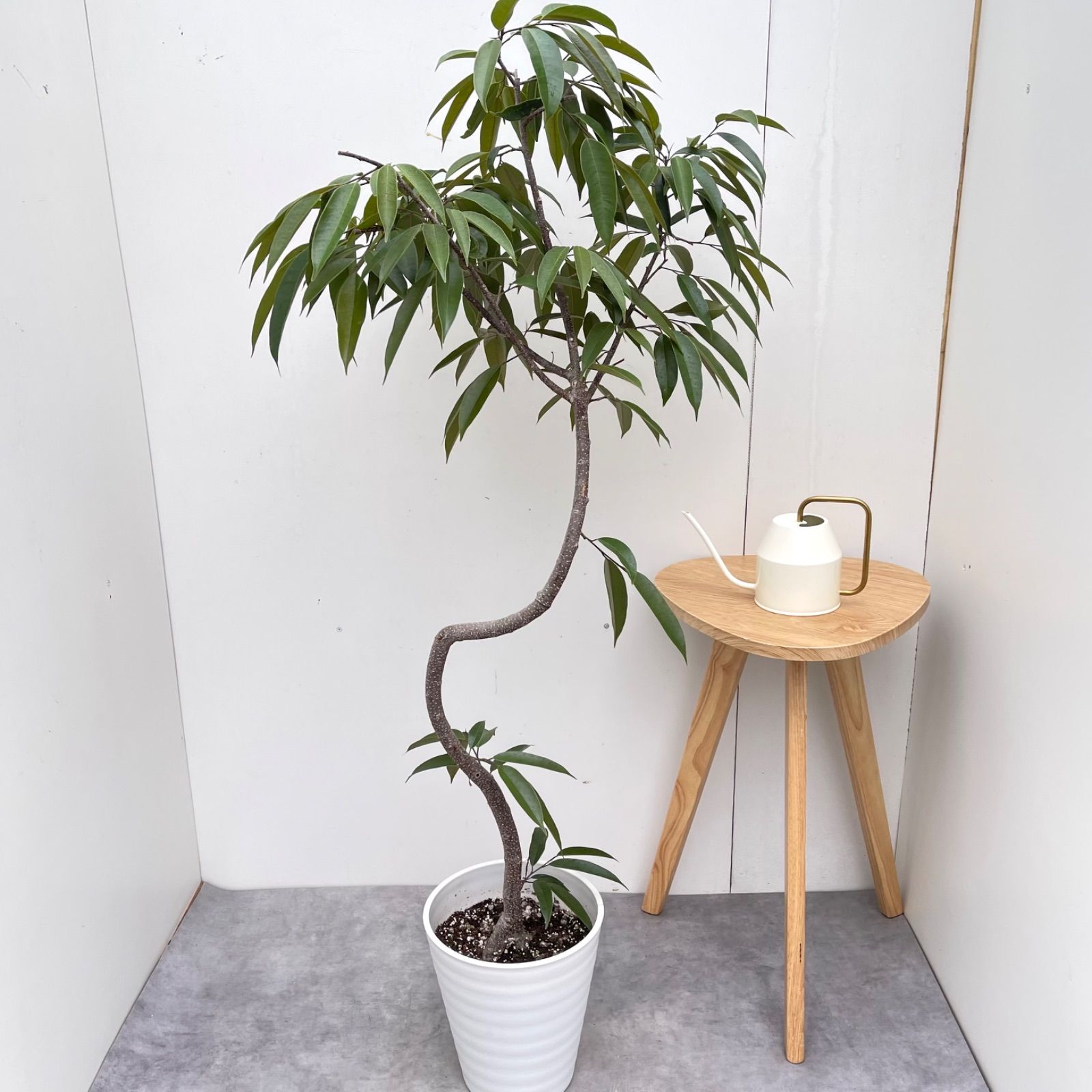 フィカス アムステルダムキング 1【現品】観葉植物 室内 大型 - メルカリ