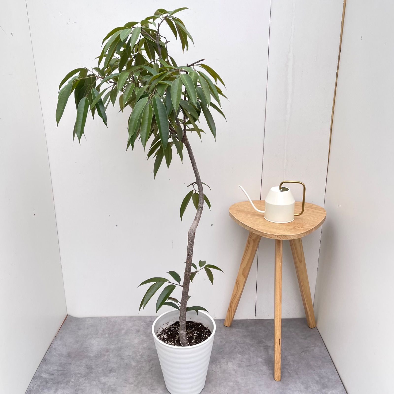 フィカス アムステルダムキング 1【現品】観葉植物 室内 大型