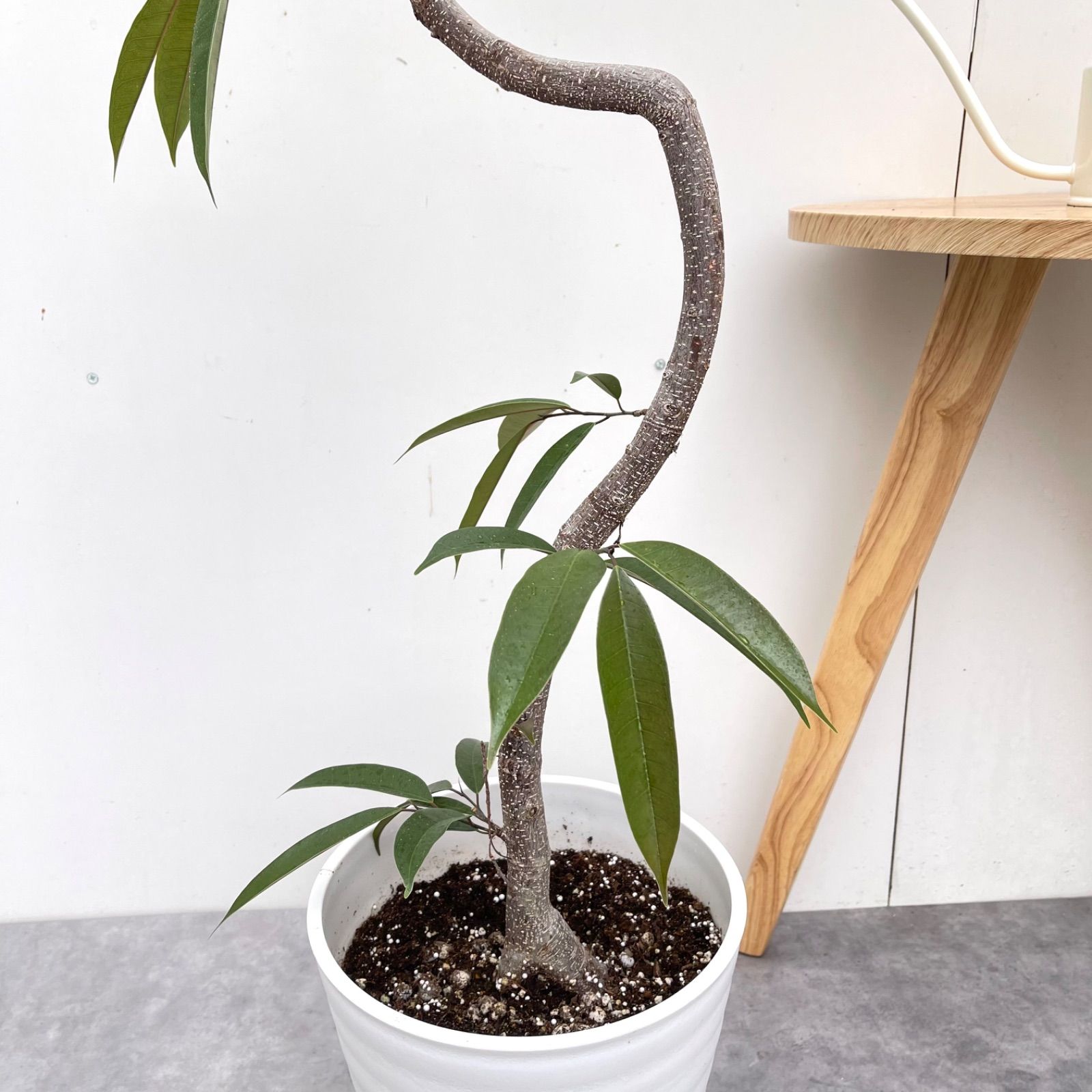 フィカス アムステルダムキング 1【現品】観葉植物 室内 大型