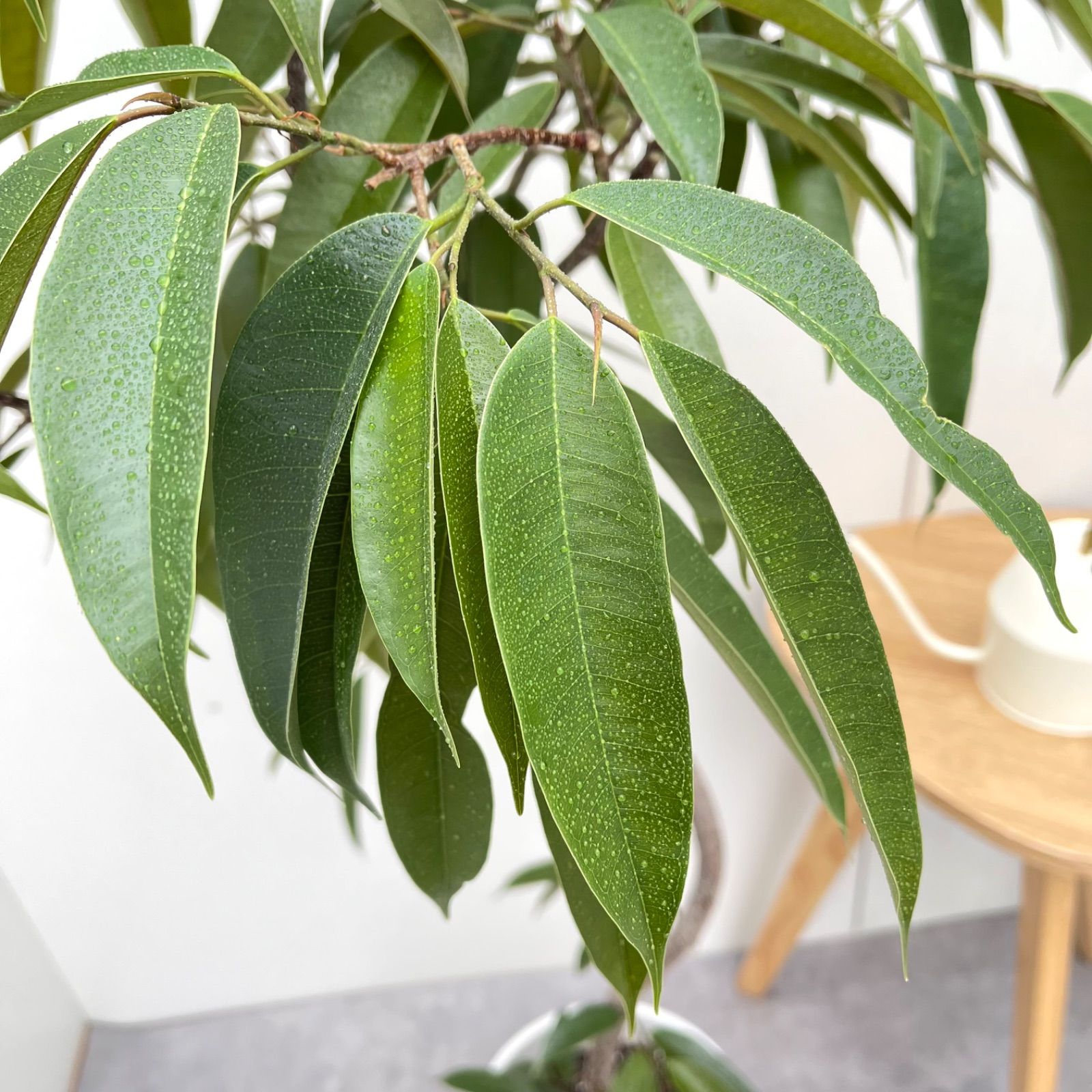 フィカス アムステルダムキング 1【現品】観葉植物 室内 大型 - メルカリ