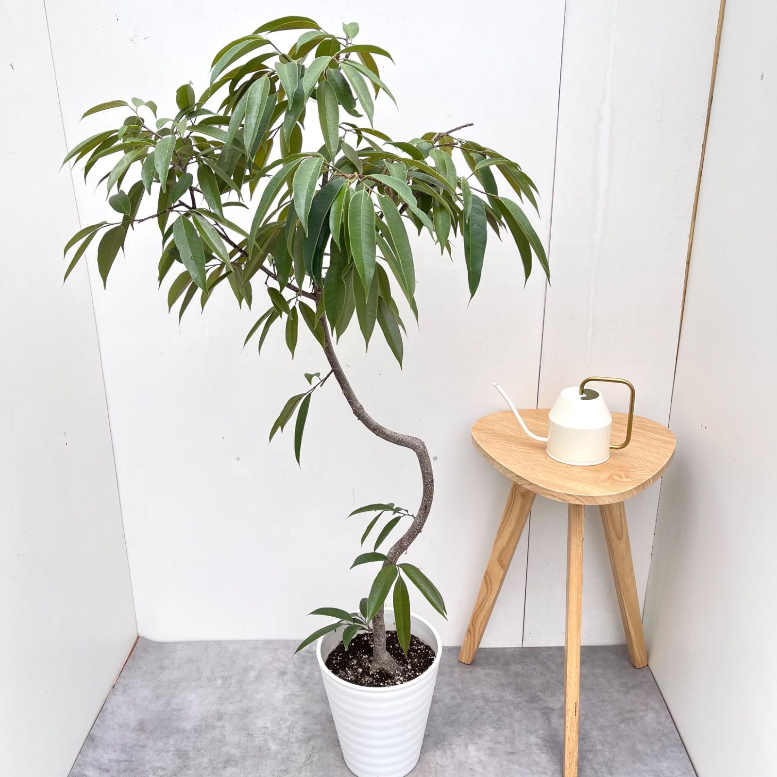 フィカス　アムステルダムキング　1【現品】観葉植物　室内　大型