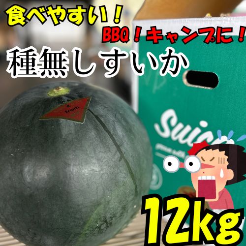 【大玉/特】約12kg 熊本県産 ブラックジャックすいか 特大 大玉サイズ 種なし 甘い 高糖度 西瓜 BBQ