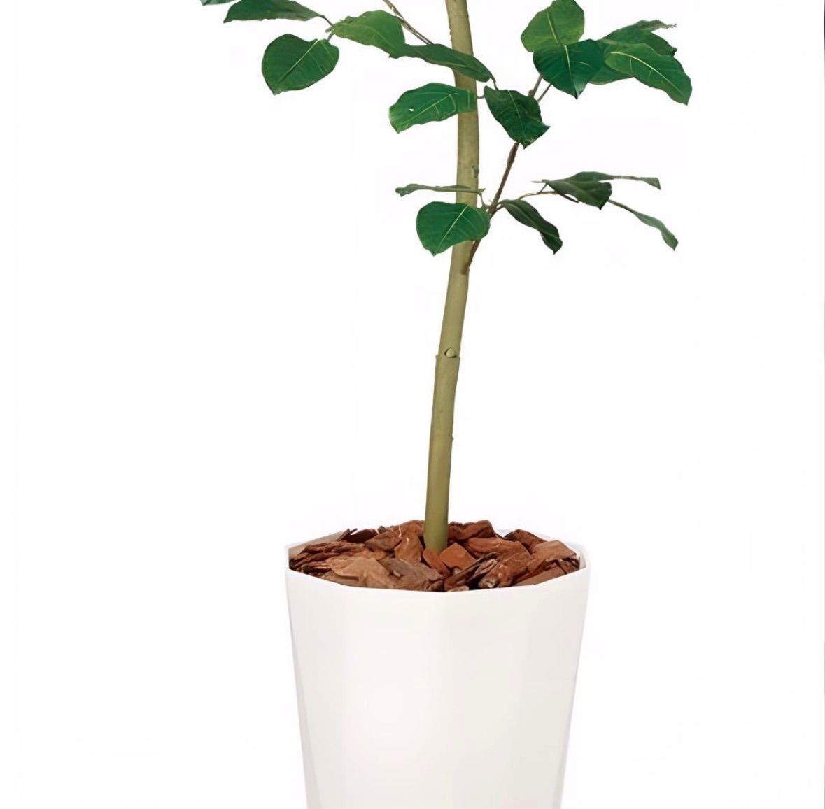 光触媒　人工観葉植物　ウォールグリーン　フェイクグリーン　ベンガルボタイジュ 光触媒 人工観葉植物 ウォールグリーン フェイクグリーン ベンガル