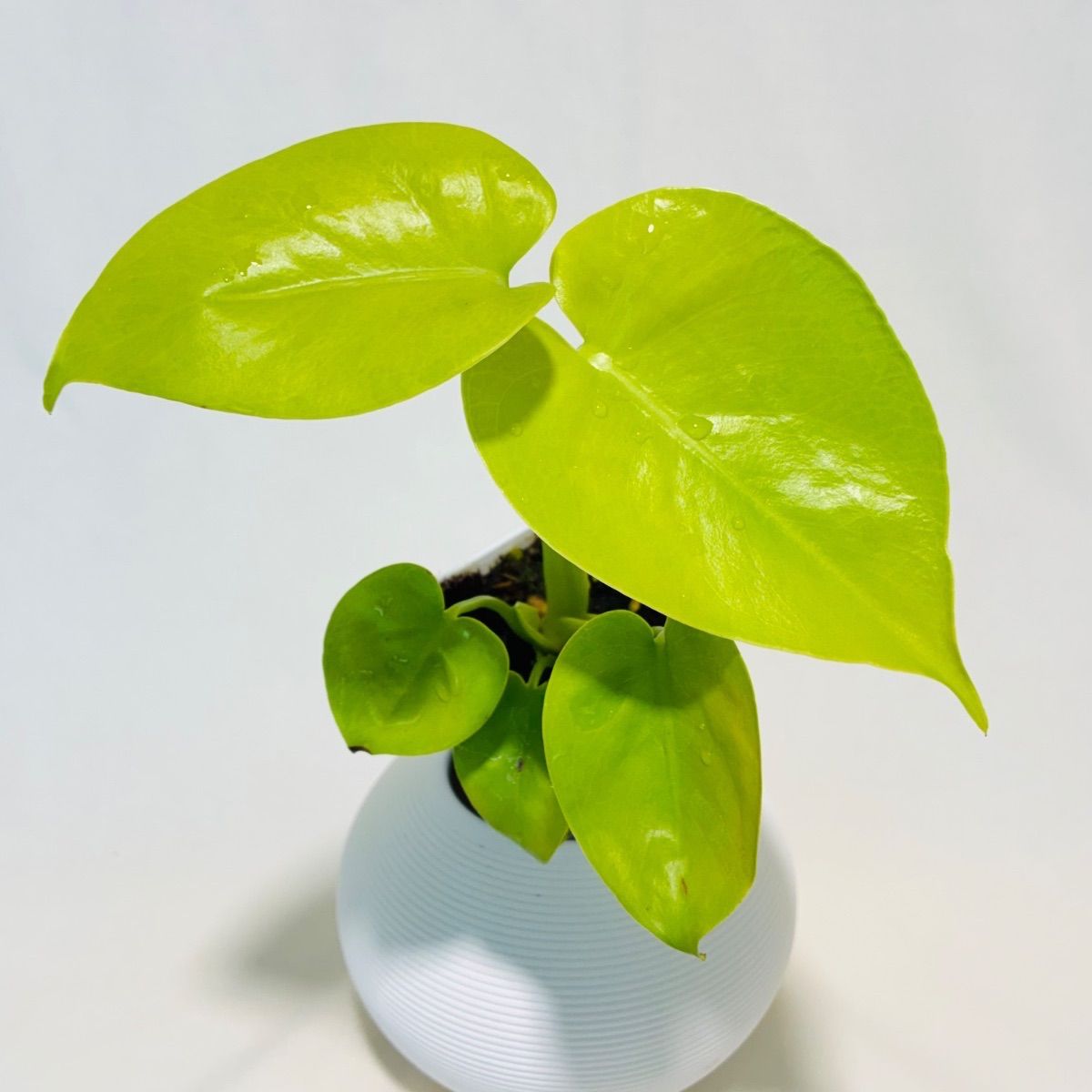 モンステラ　デリシオーサ Monstera deliciosa ‘Gold Leaf’ 黄金葉