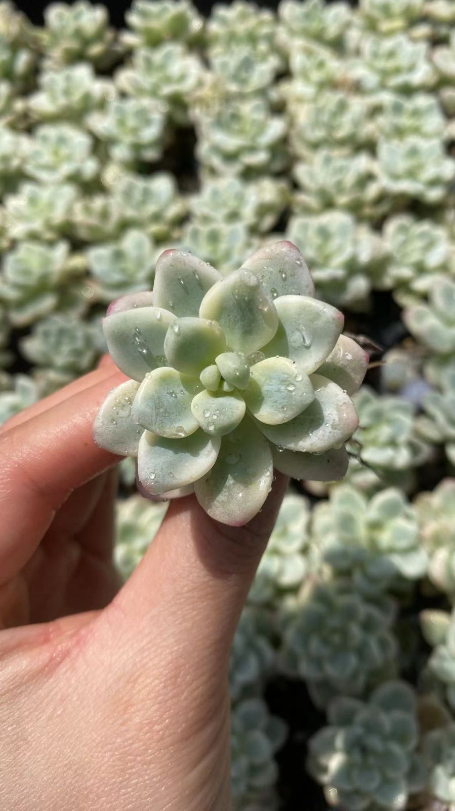 新入荷　ラウルニシキ　鮮やかな105苗セット　土と根付き　多肉植物　エケベリア　セダム　韓国苗　詰め合わせ　寄せ植え　X911