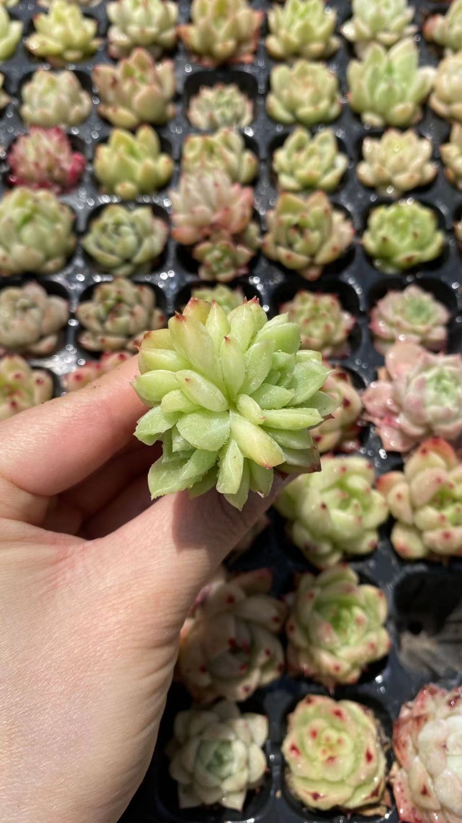 新入荷　セブンカラードウィートストーク　鮮やかな128苗セット　土と根付き　多肉植物　エケベリア　セダム　韓国苗　詰め合わせ　寄せ植え　X923