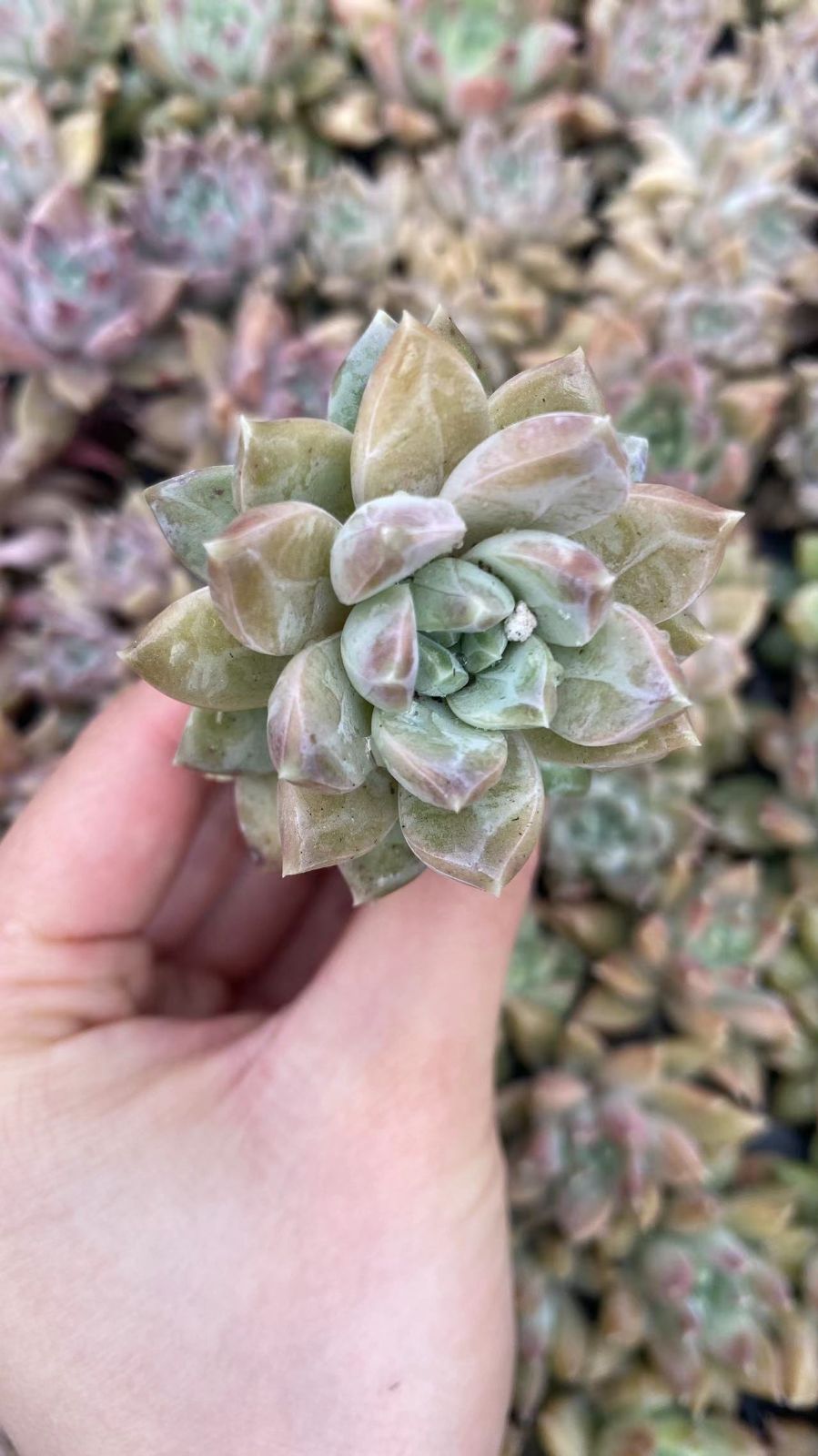 新入荷　ビューティージョイ　鮮やかな105苗セット　土と根付き　多肉植物　エケベリア　セダム　韓国苗　詰め合わせ　寄せ植え　X925