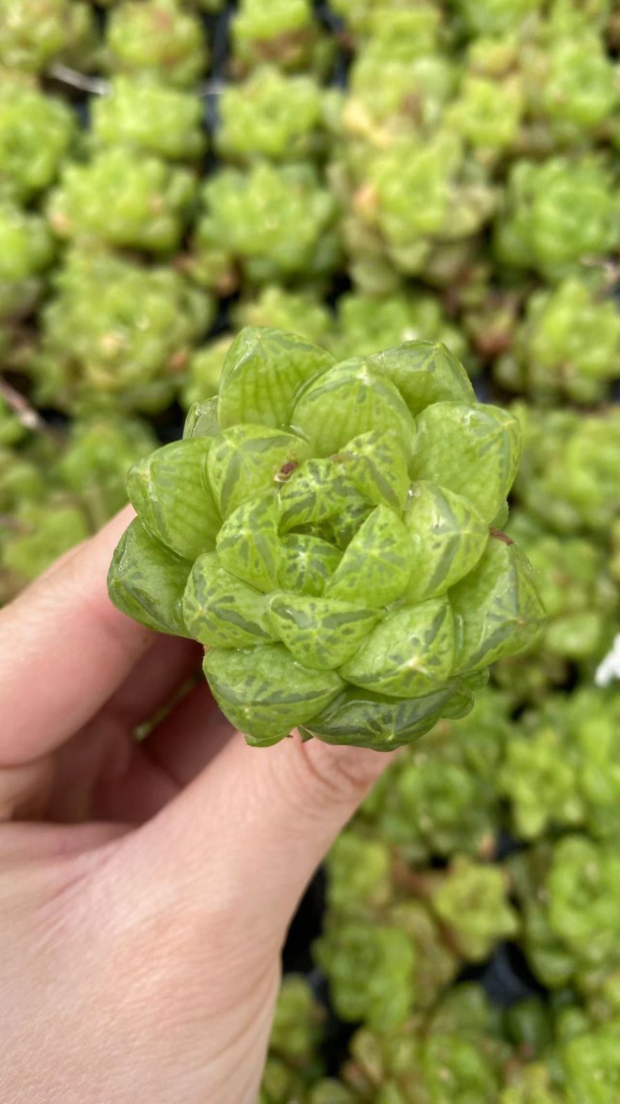 新入荷　ギョクロ　鮮やかな105苗セット　土と根付き　多肉植物　エケベリア　セダム　韓国苗　詰め合わせ　寄せ植え　X929