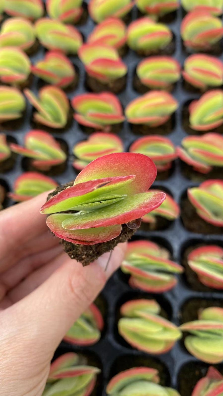 新入荷　トウイン　鮮やかな105苗セット　土と根付き　多肉植物　エケベリア　セダム　韓国苗　詰め合わせ　寄せ植え　X940