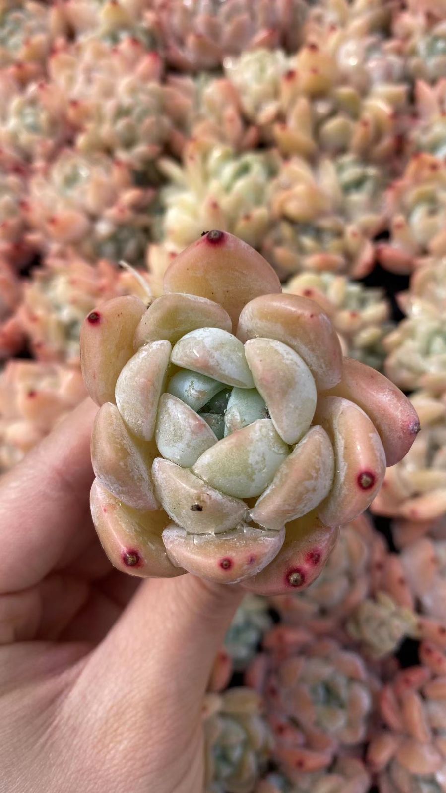新入荷　コハク　鮮やかな105苗セット　土と根付き　多肉植物　エケベリア　セダム　韓国苗　詰め合わせ　寄せ植え　X945