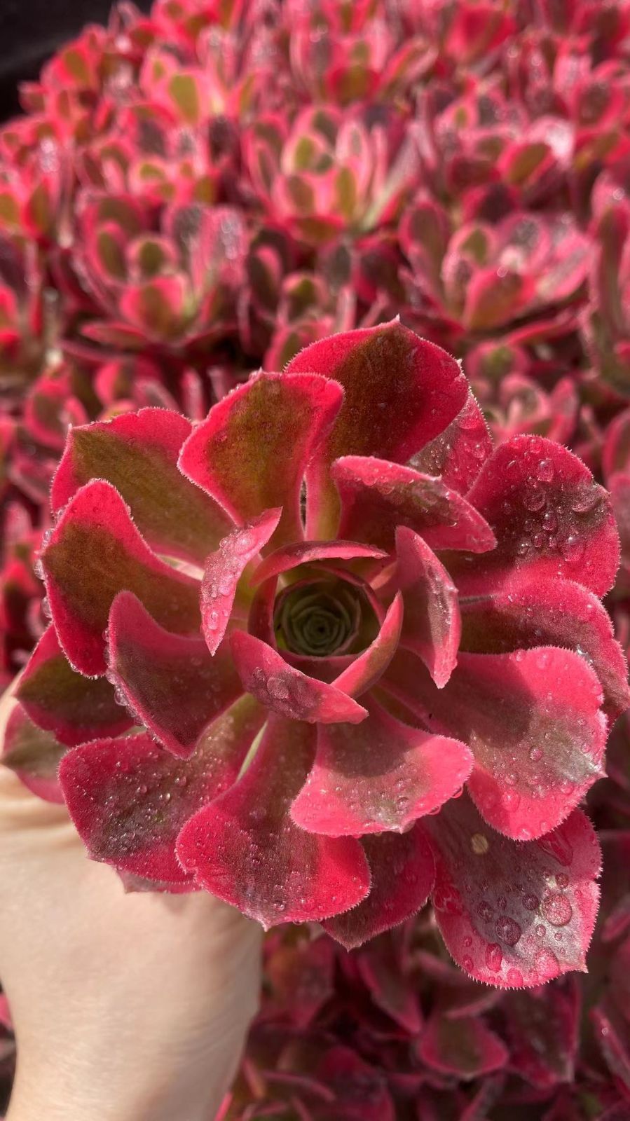 新入荷 ニョロウ 鮮やかな50苗セット 土と根付き 多肉植物 エケベリア セダム 韓国苗 詰め合わせ 寄せ植え X957