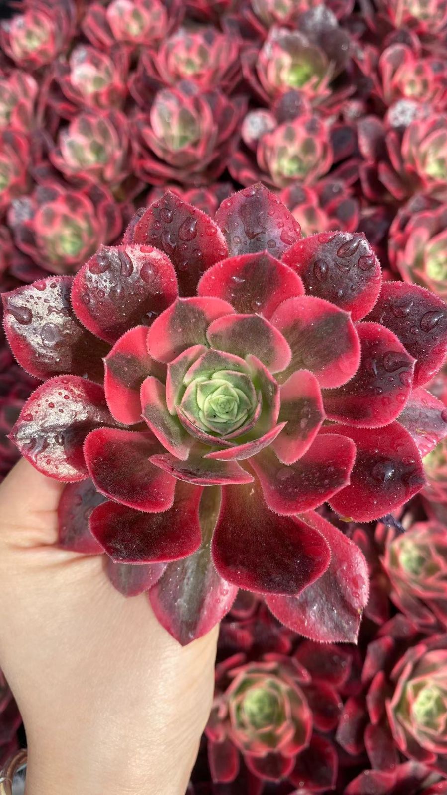 新入荷　ジョヨウ　鮮やかな50苗セット　土と根付き　多肉植物　エケベリア　セダム　韓国苗　詰め合わせ　寄せ植え　X960