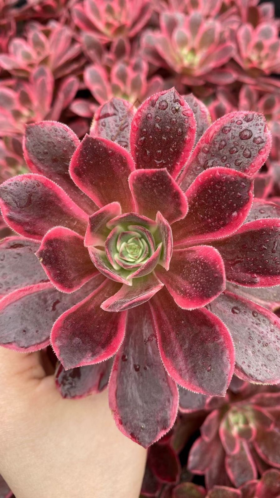 新入荷　ホワンシャー　鮮やかな50苗セット　土と根付き　多肉植物　エケベリア　セダム　韓国苗　詰め合わせ　寄せ植え　X967