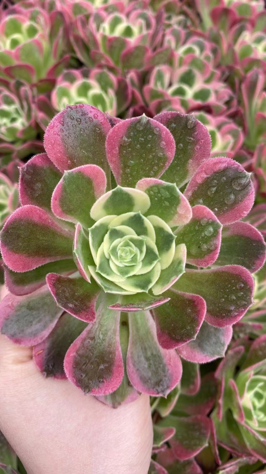 新入荷　ハクホウ　鮮やかな50苗セット　土と根付き　多肉植物　エケベリア　セダム　韓国苗　詰め合わせ　寄せ植え　X977