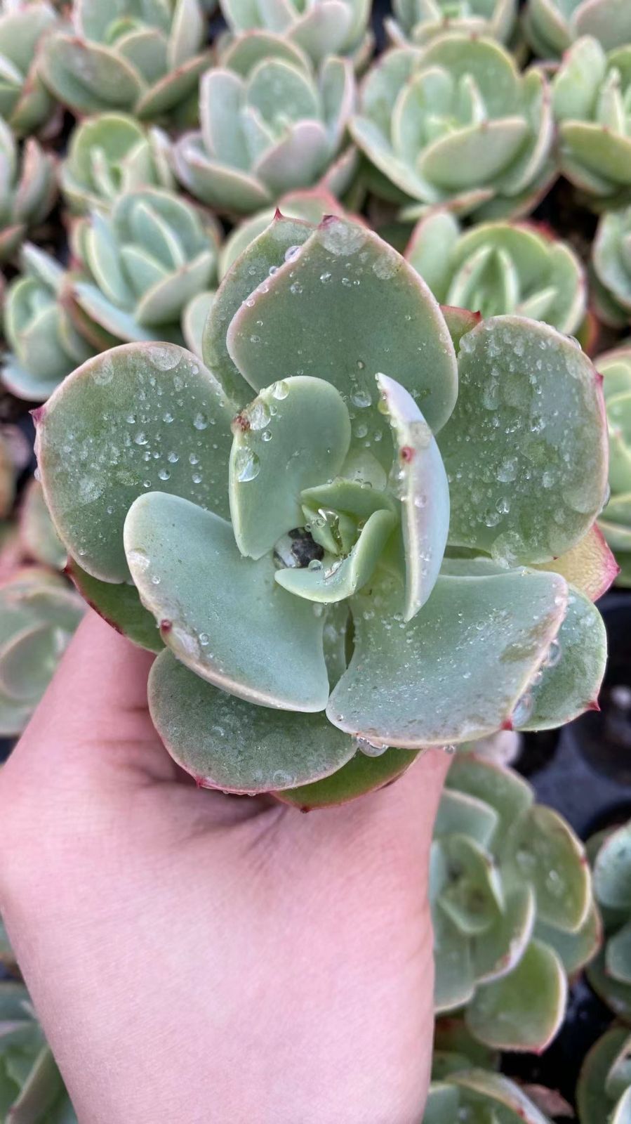 新入荷　ヘキトウ　鮮やかな72苗セット　土と根付き　多肉植物　エケベリア　セダム　韓国苗　詰め合わせ　寄せ植え　X986