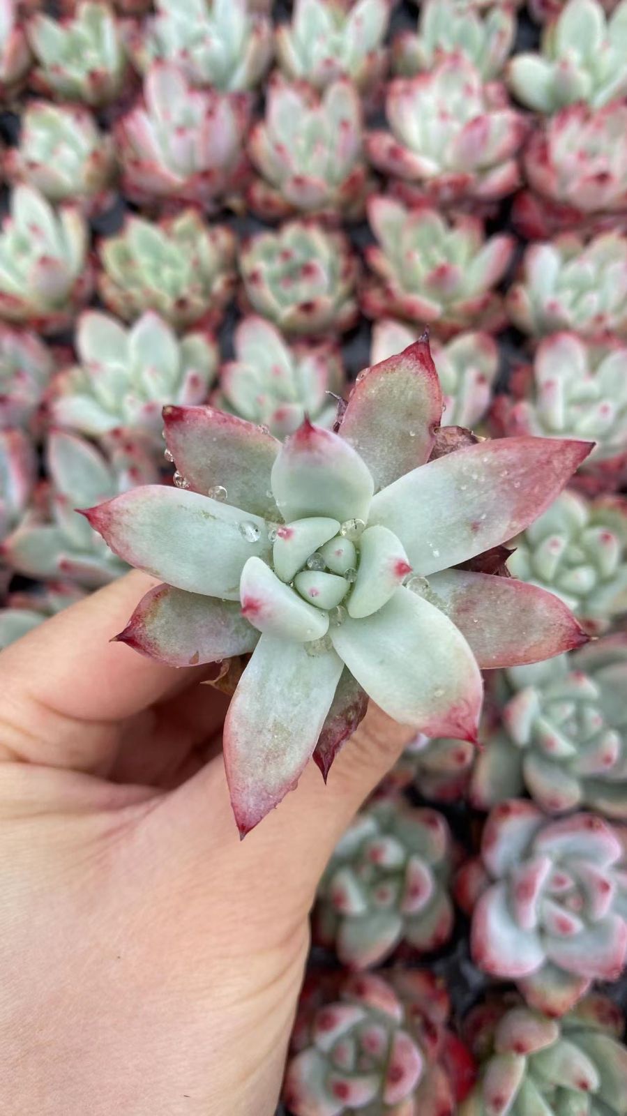 新入荷　エメラルド　鮮やかな128苗セット　土と根付き　多肉植物　エケベリア　セダム　韓国苗　詰め合わせ　寄せ植え　X1002