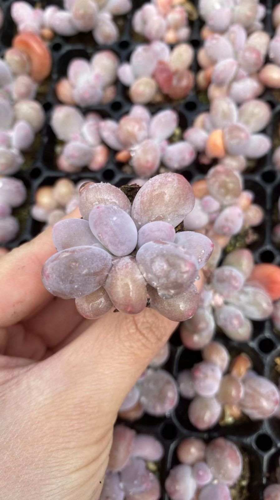 新入荷　チーズ　鮮やかな128苗セット　土と根付き　多肉植物　エケベリア　セダム　韓国苗　詰め合わせ　寄せ植え　X1016