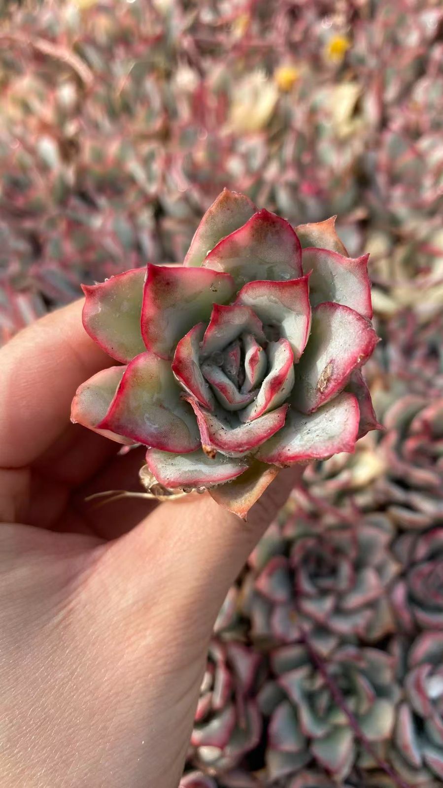 新入荷　ムーンゴッドデス　鮮やかな105苗セット　土と根付き　多肉植物　エケベリア　セダム　韓国苗　詰め合わせ　寄せ植え　X1020