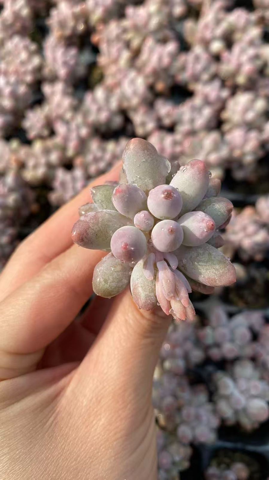 新入荷　フィンガーズ　鮮やかな128苗セット　土と根付き　多肉植物　エケベリア　セダム　韓国苗　詰め合わせ　寄せ植え　X1023
