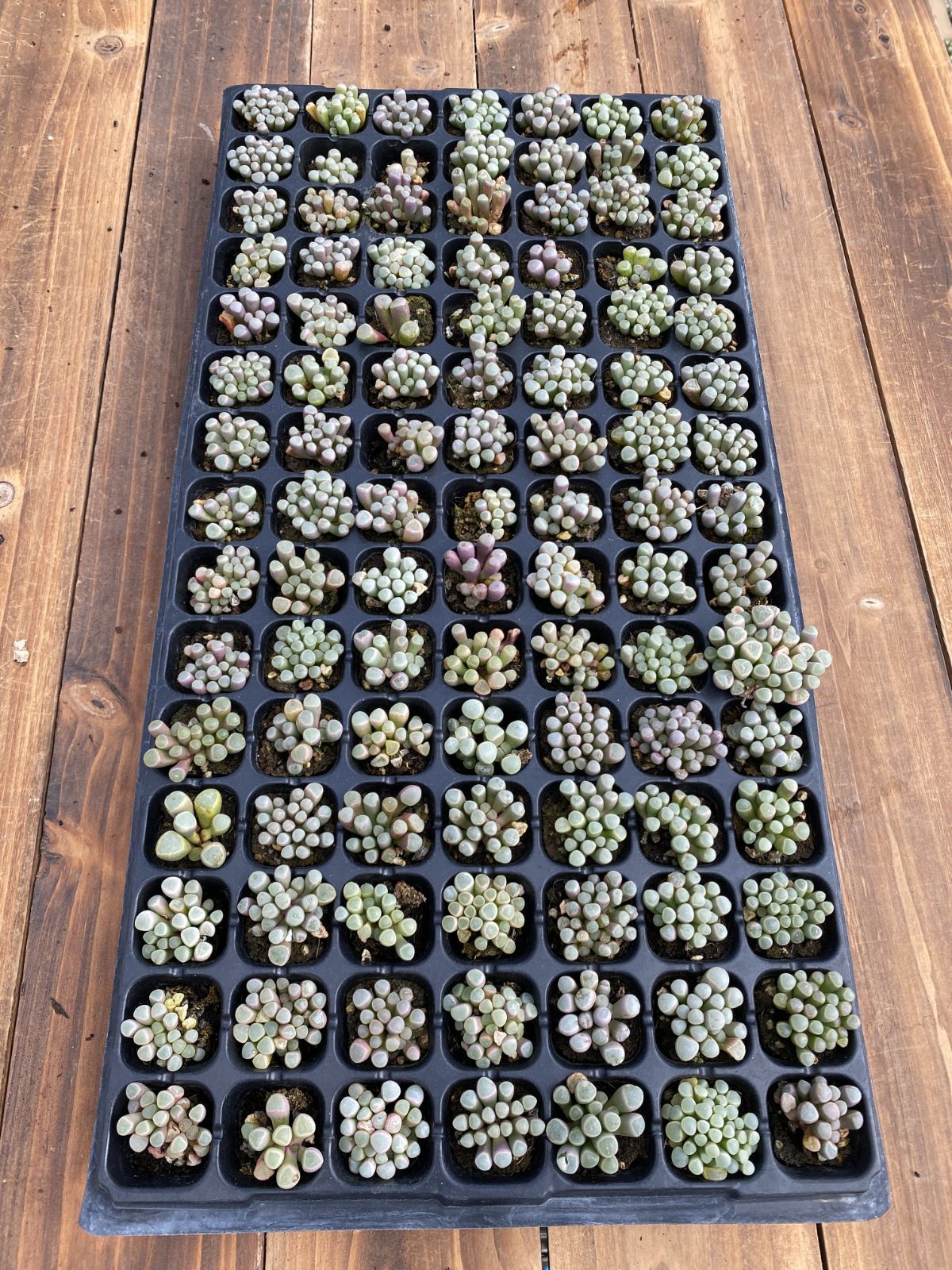 新入荷　イスズジェイド　鮮やかな105苗セット　土と根付き　多肉植物　エケベリア　セダム　韓国苗　詰め合わせ　寄せ植え　X931