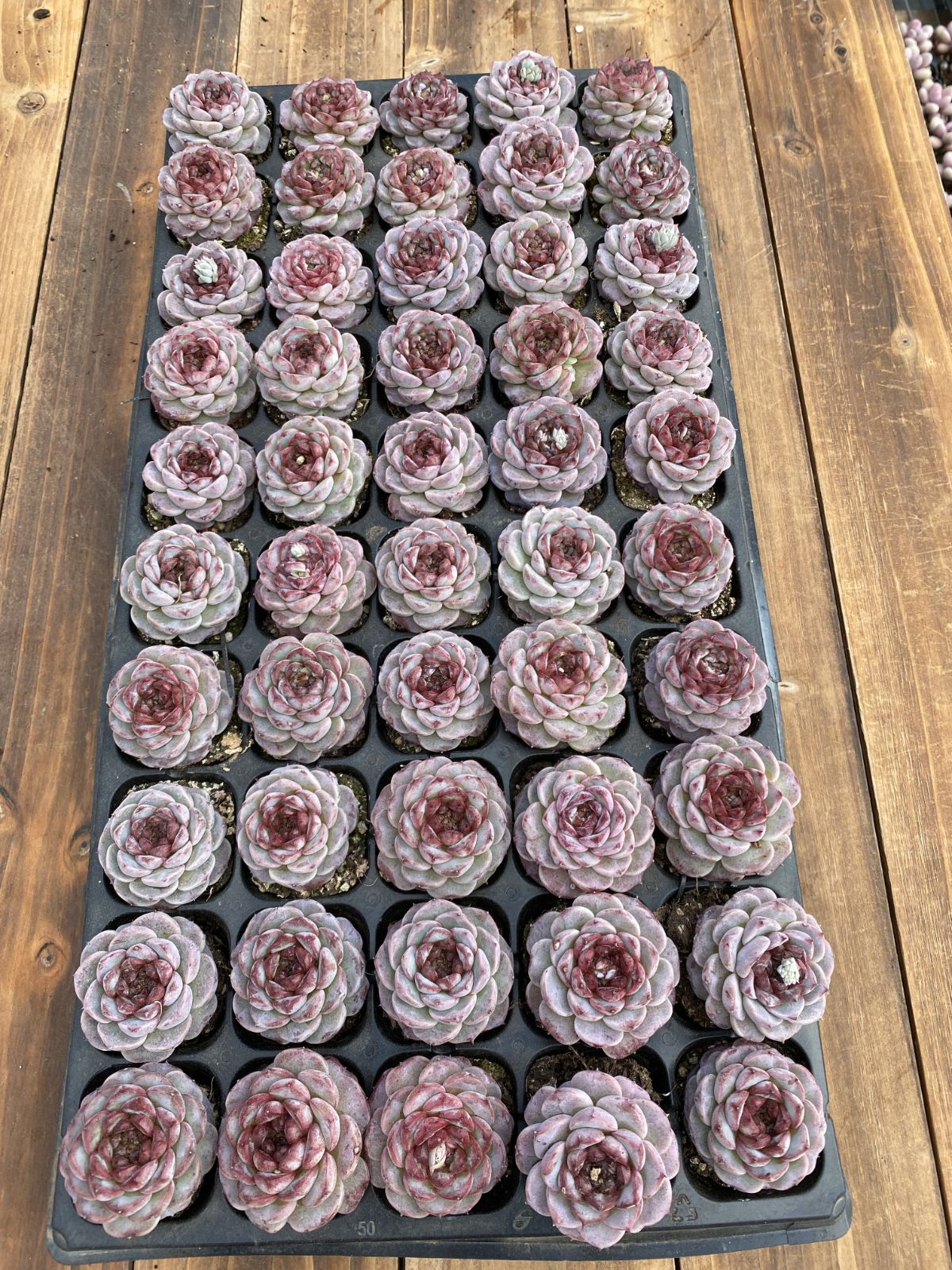 新入荷　ビロード　鮮やかな50苗セット　土と根付き　多肉植物　エケベリア　セダム　韓国苗　詰め合わせ　寄せ植え　X933