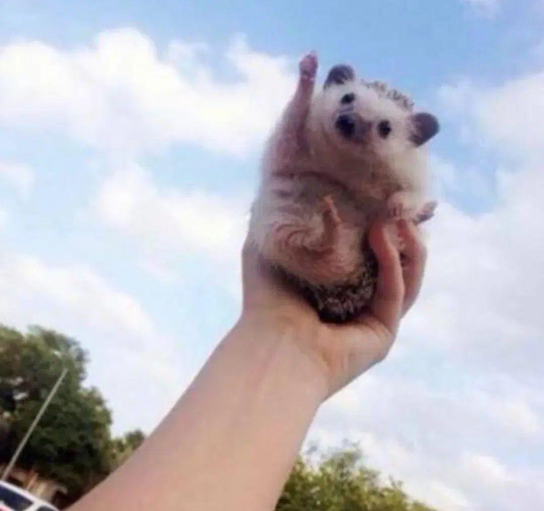 レディースゴーちゃん様 こちらです