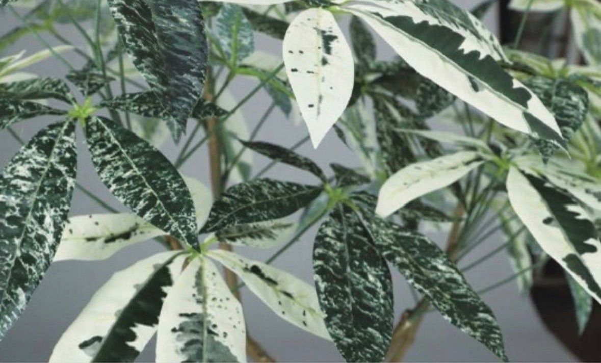 光触媒　人工観葉植物　ウォールグリーン　フェイクグリーン　パキラミルキーウェイ120FST@@