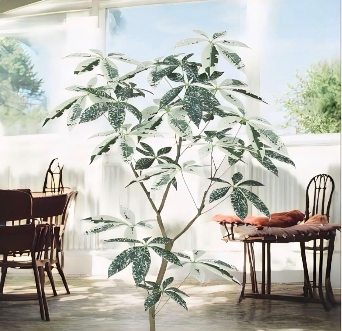 光触媒　人工観葉植物　ウォールグリーン　フェイクグリーン　パキラミルキーウェイ120FST@@