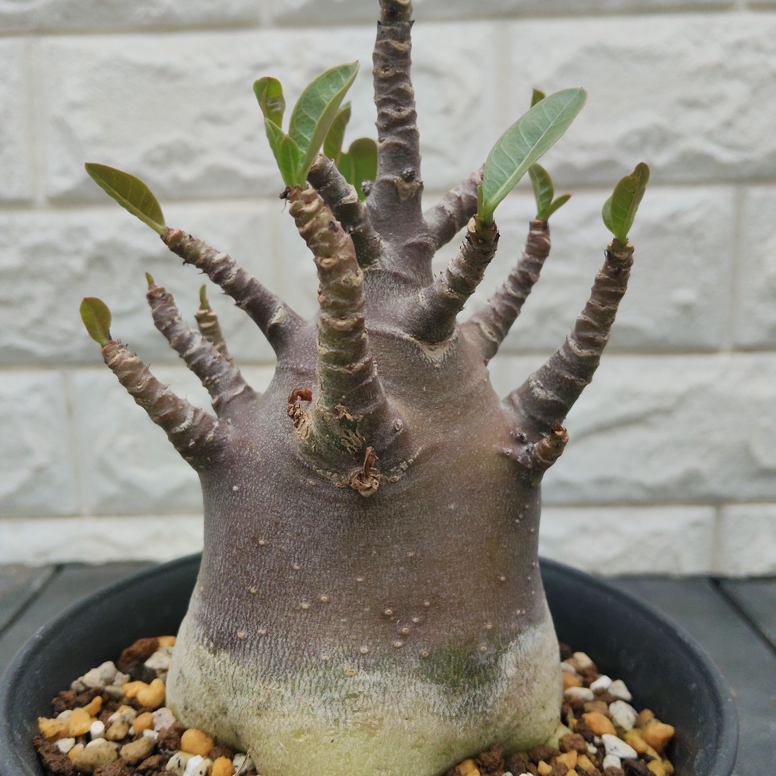 a35 アデニウム ドワーフ ブラックスキン 塊根植物 コーデックス