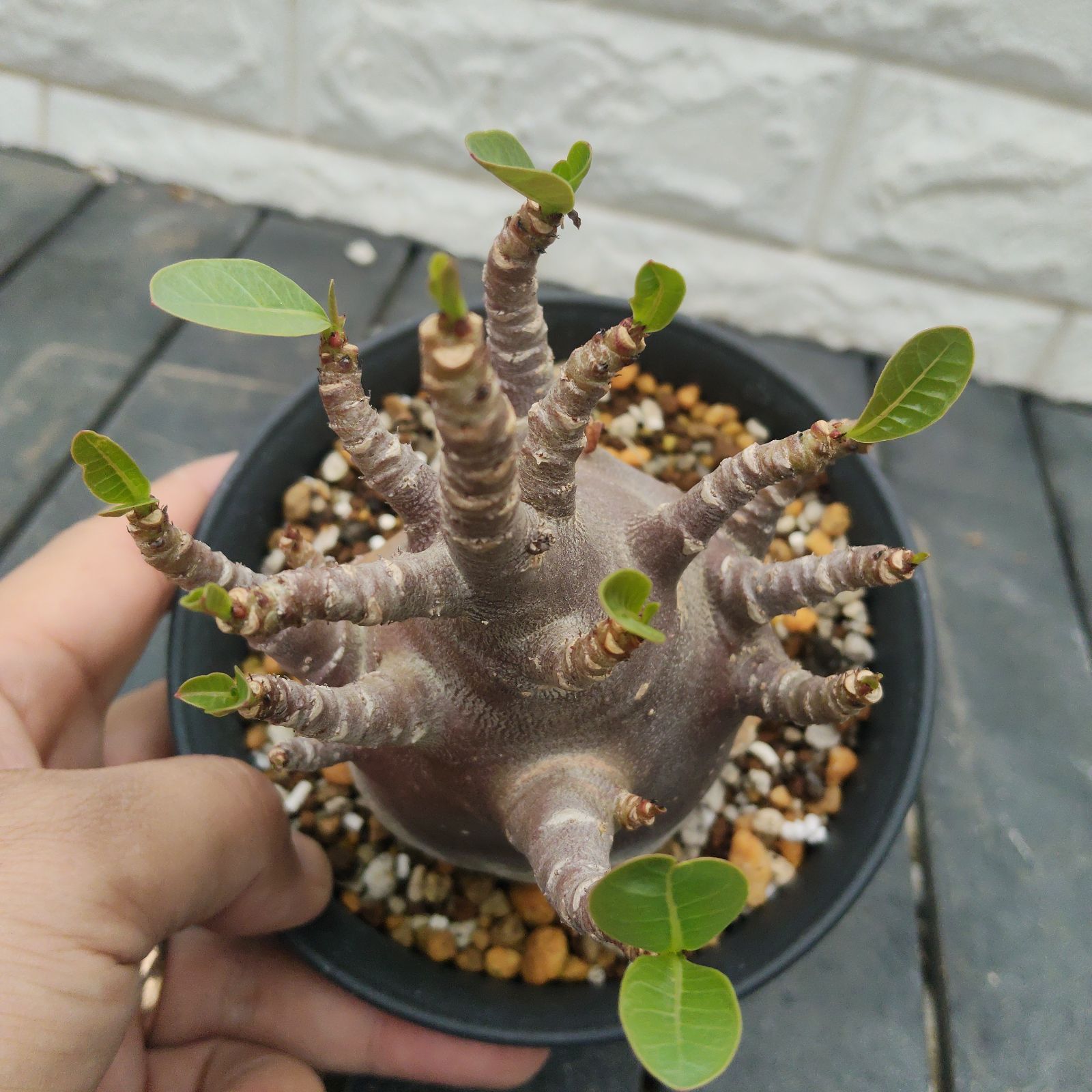 a35 アデニウム ドワーフ ブラックスキン 塊根植物 コーデックス