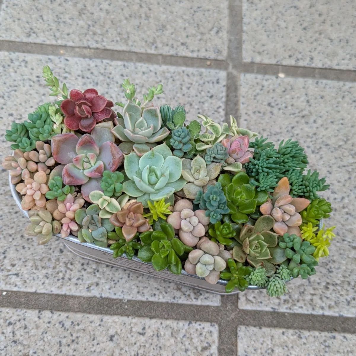 多肉植物 カット苗 寄せ植えセット 13×8 - メルカリ