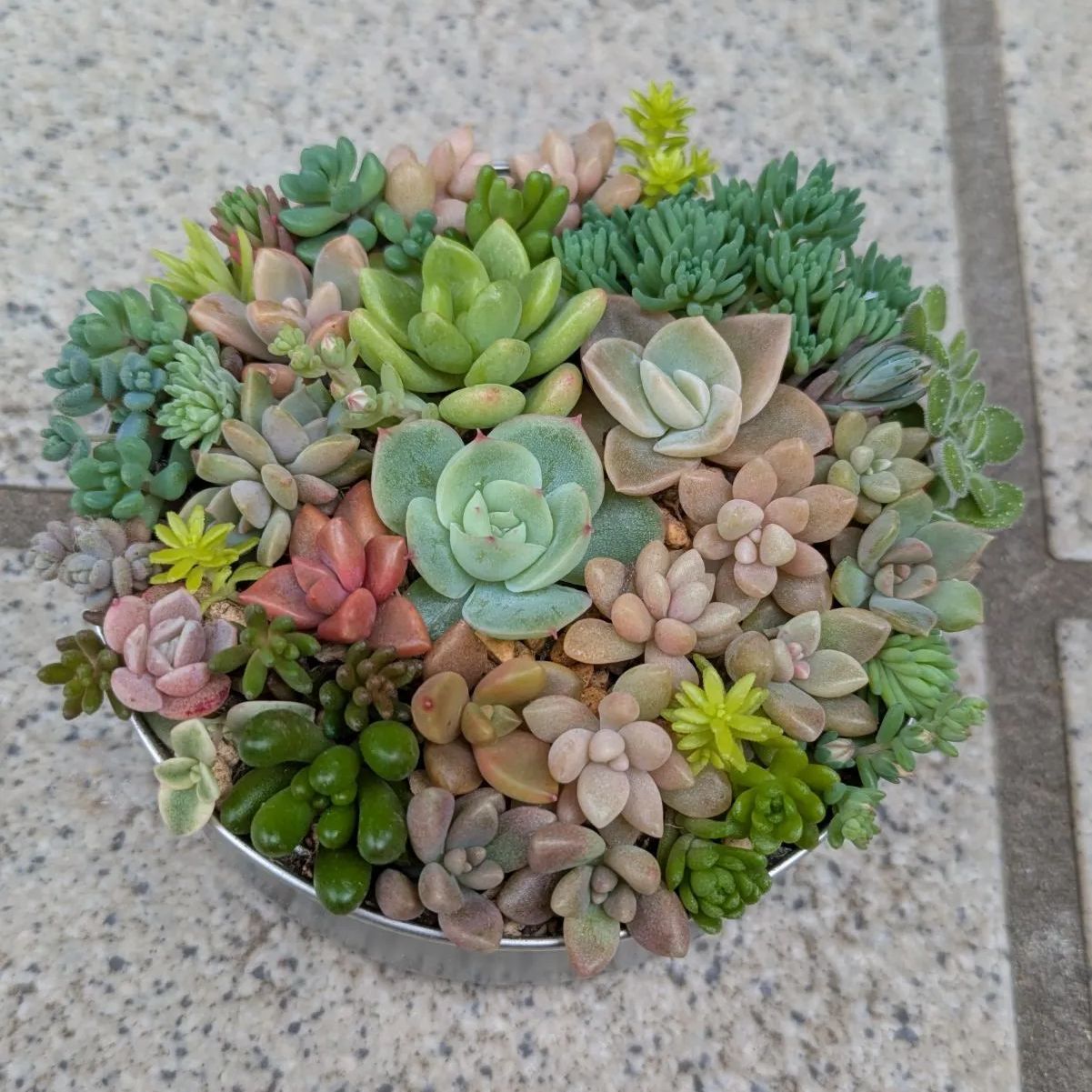 多肉植物 カット苗 ちび苗寄せ植えセット 8.5センチ缶 - メルカリ